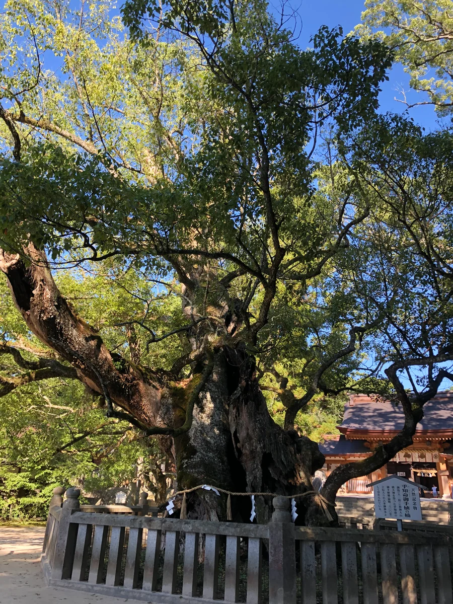 投稿写真：大山祇神社の大楠