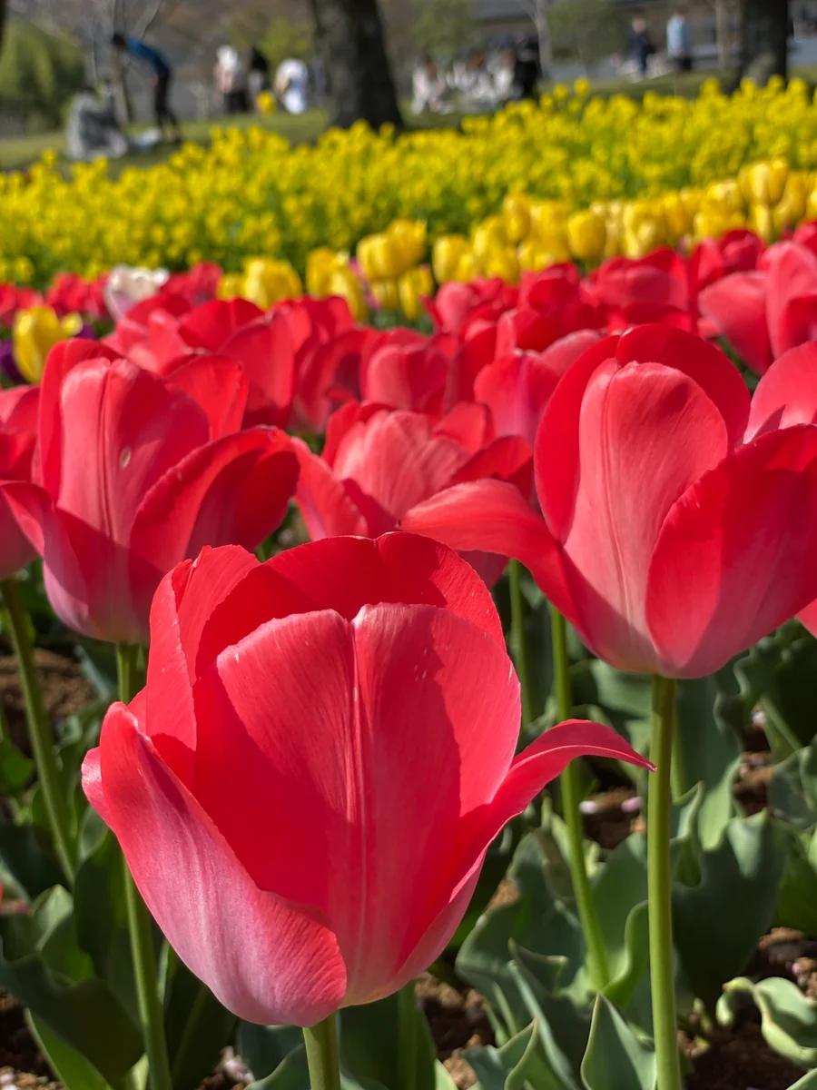 投稿写真：チューリップ