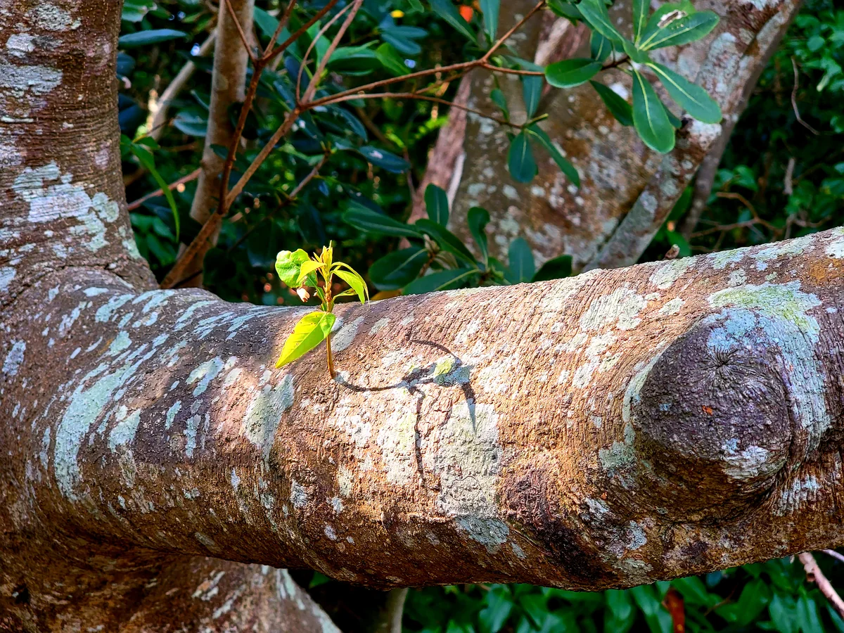 投稿写真：びよ～んってふたば発見
