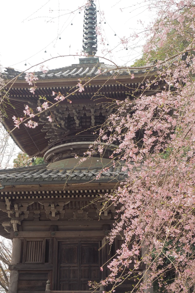 投稿写真：如意輪寺　多宝塔と枝垂桜