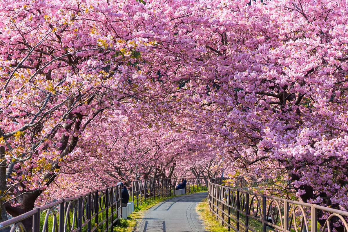 投稿写真：河津桜満開