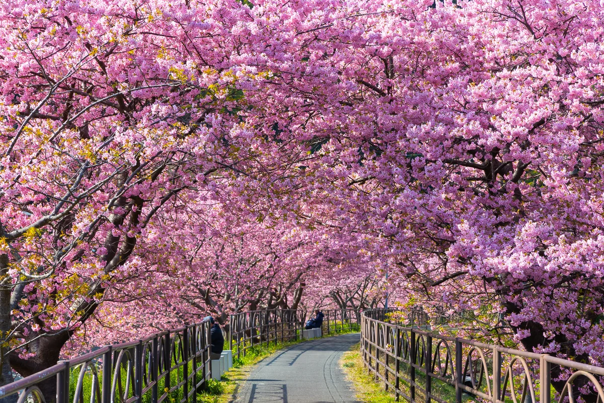 投稿写真：河津桜満開