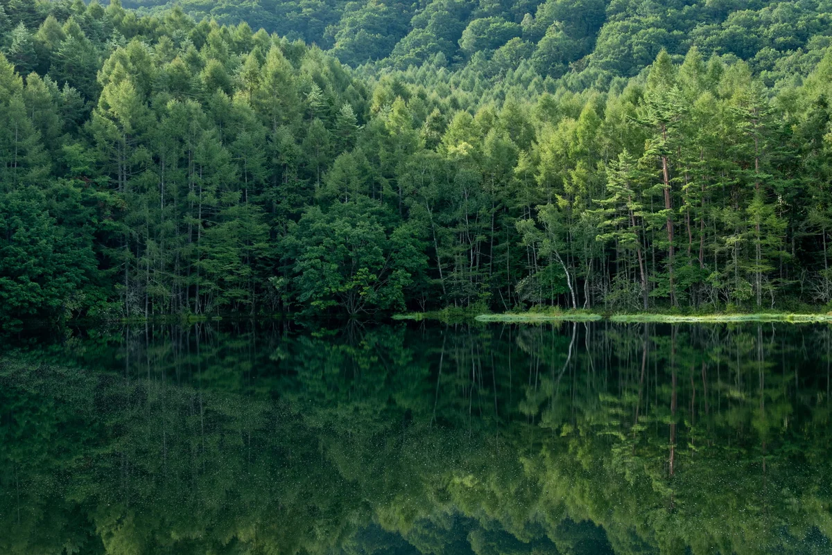 投稿写真：緑響く