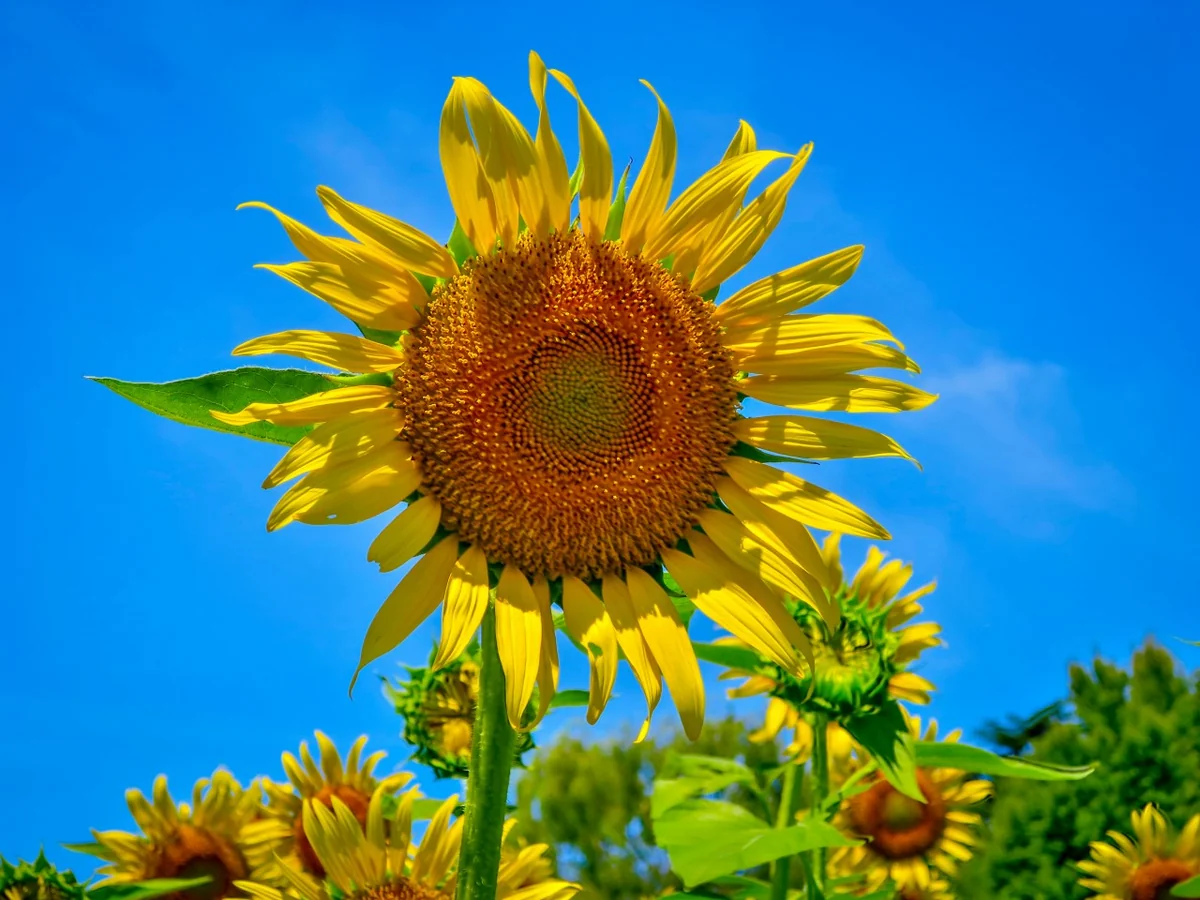 投稿写真：夏空に映えるひまわり