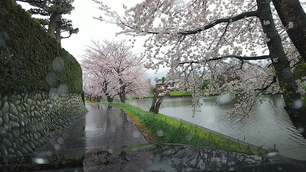 投稿写真：水郷の桜