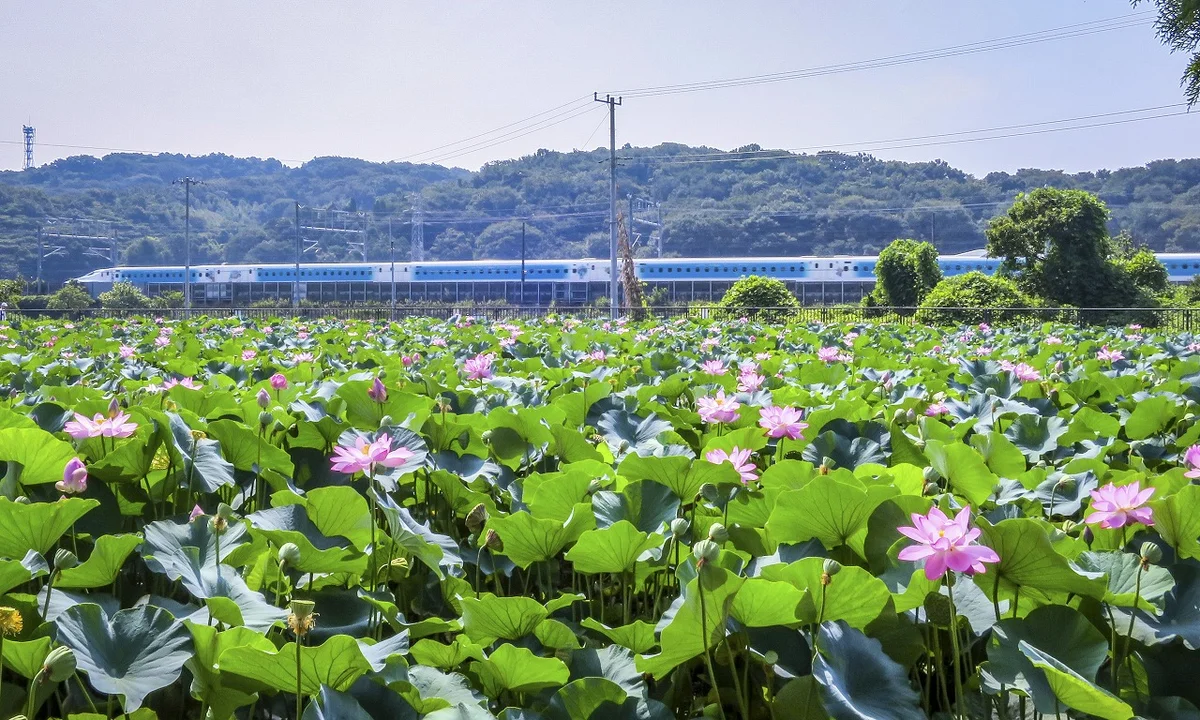 投稿写真：ディズニー新幹線とハスの花