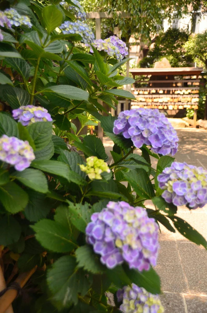 投稿写真：東京白山神社　紫陽花