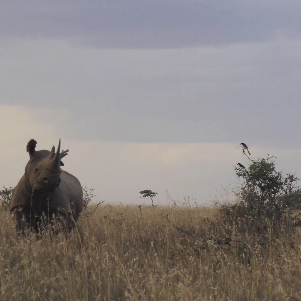 投稿写真：ナイロビ国立公園のサイ