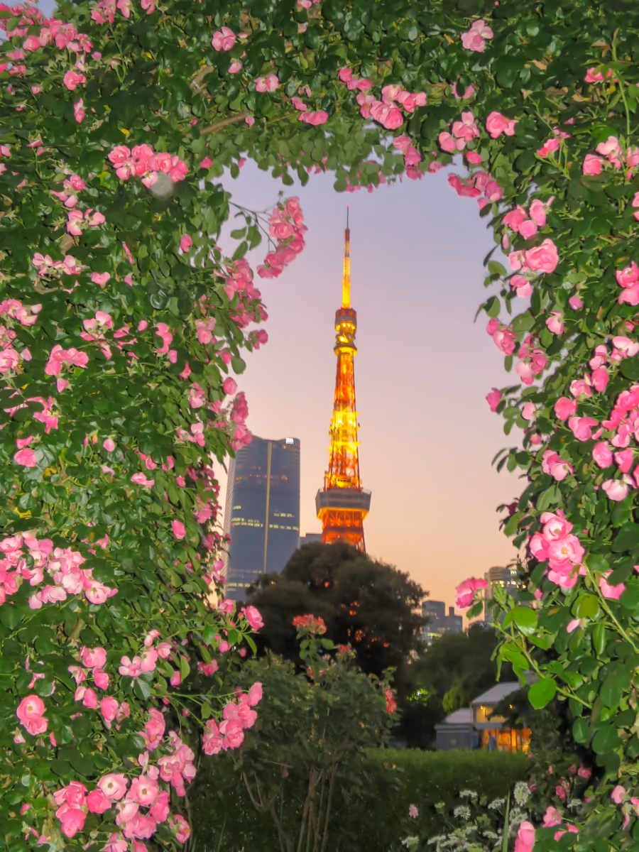 投稿写真：東京タワーとバラ