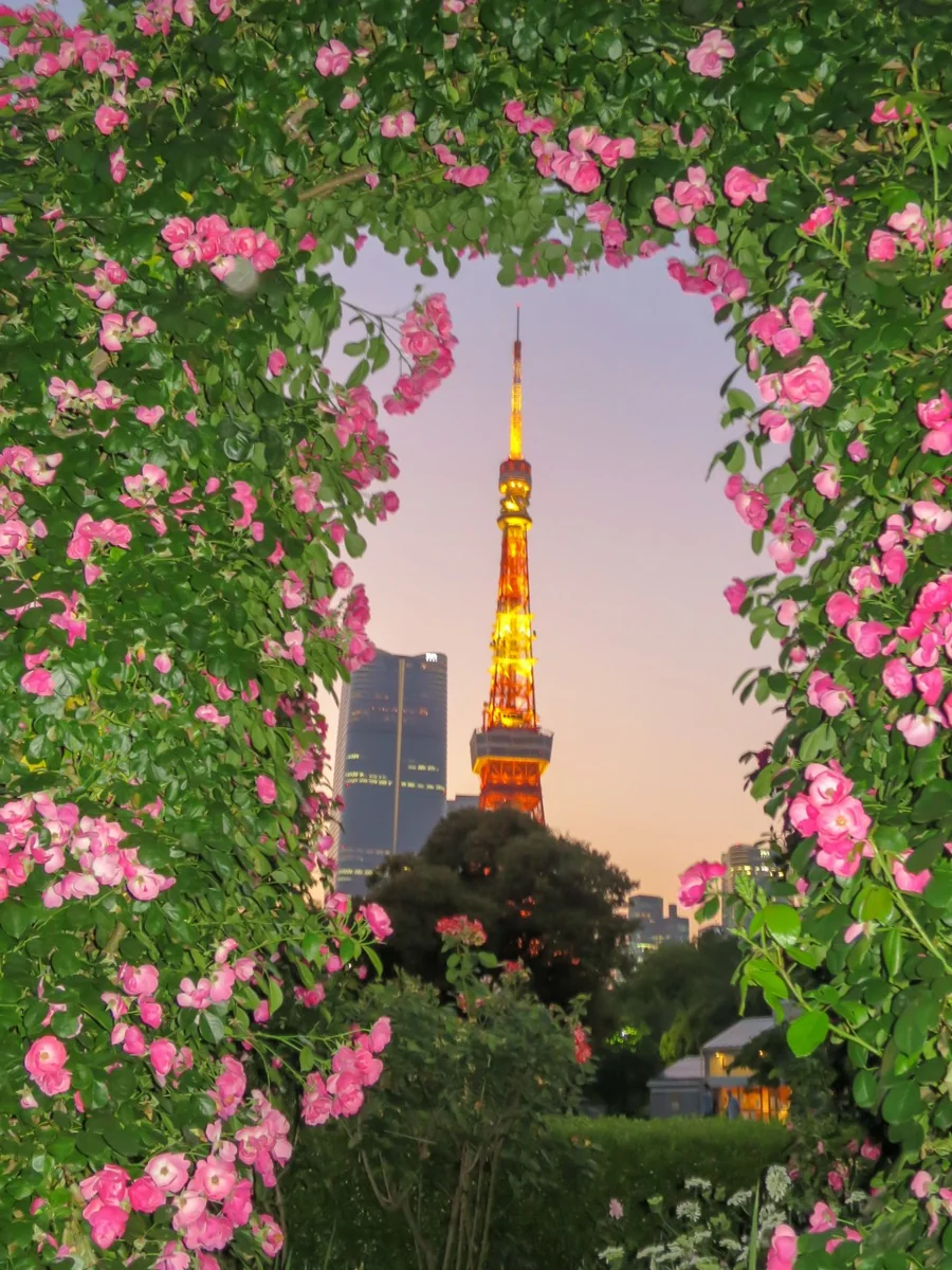 投稿写真：東京タワーとバラ