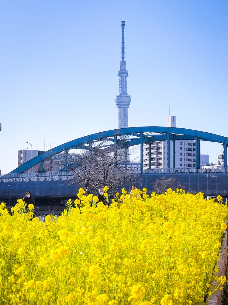 投稿写真：スカイツリーと菜の花