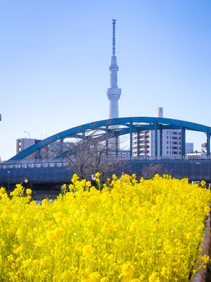 投稿：スカイツリーと菜の花