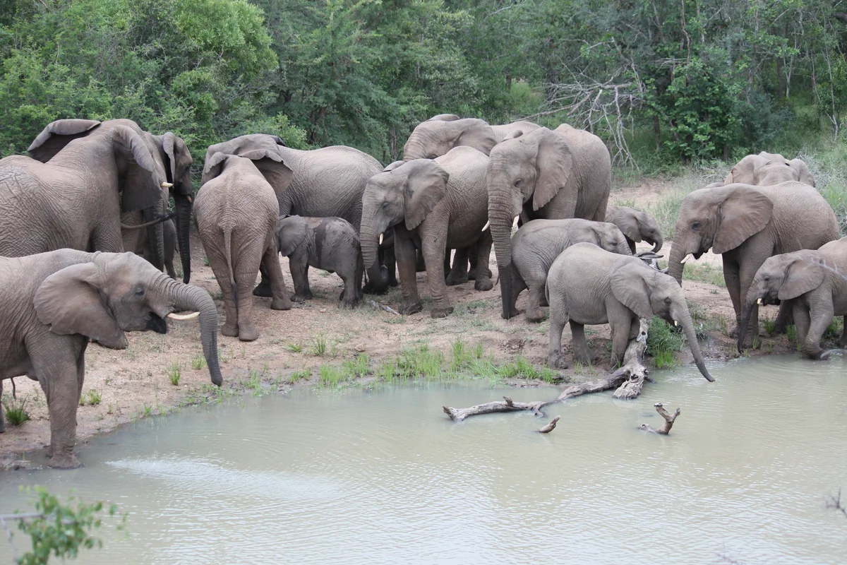 投稿写真：南アフリカクルーガー国立公園