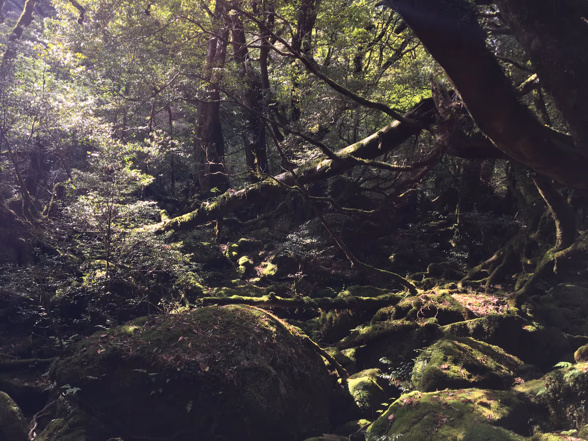 投稿写真：屋久島 白谷雲水峡