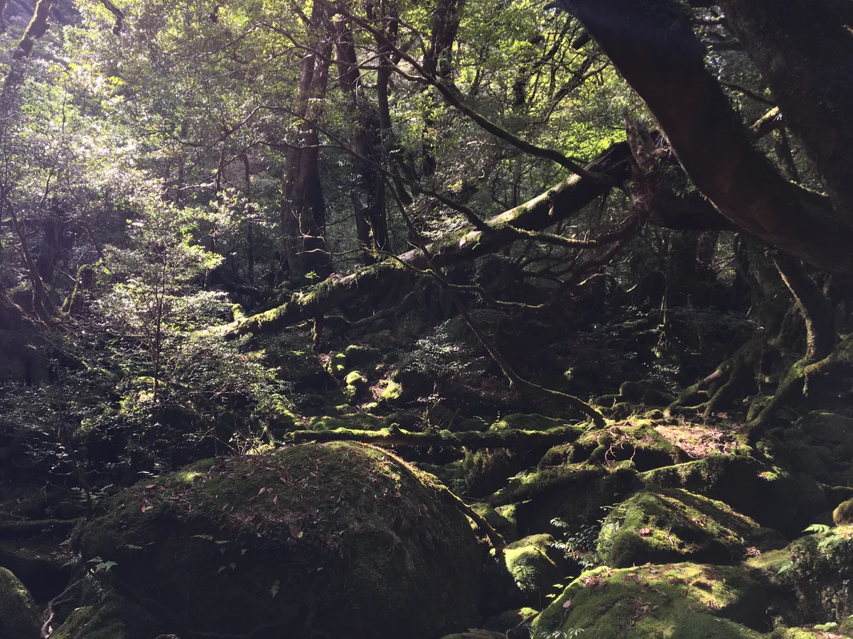 投稿写真：屋久島 白谷雲水峡
