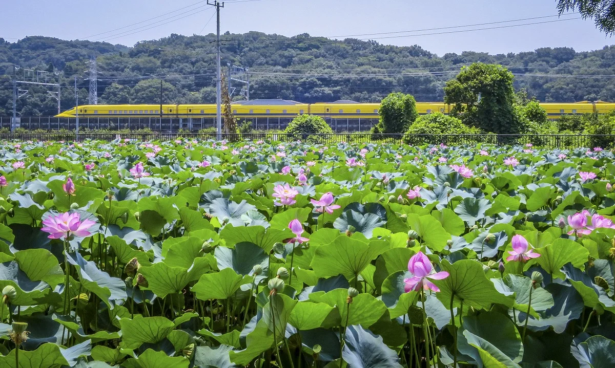 投稿写真：ドクターイエローとハスの花