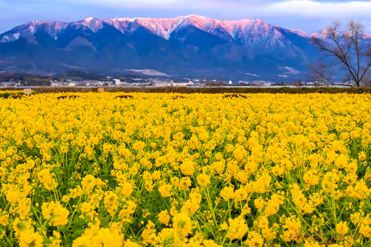 投稿写真：菜の花