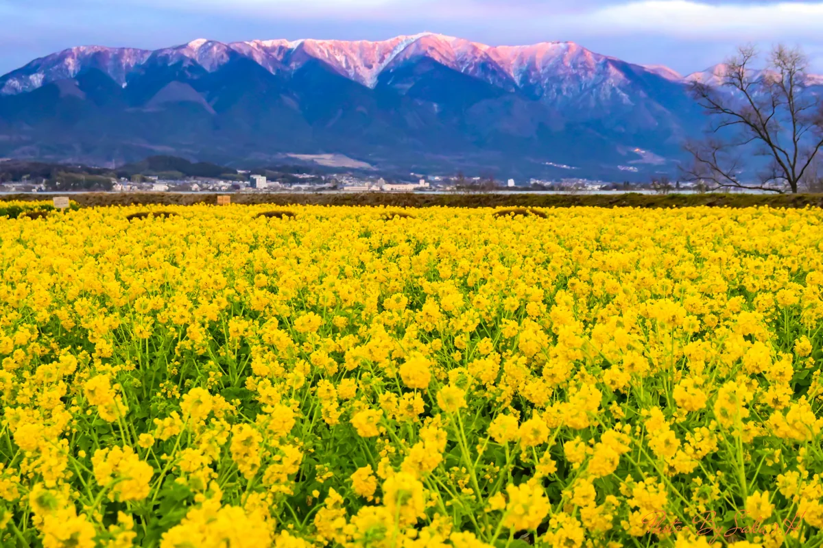 投稿写真：菜の花