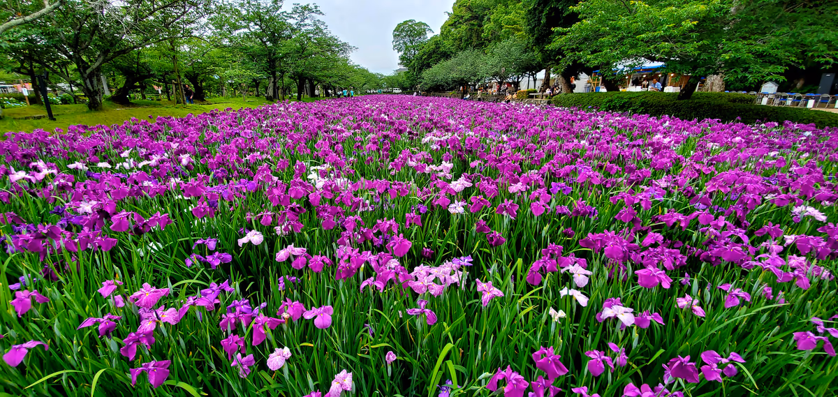 投稿写真：正面入口の花菖蒲園