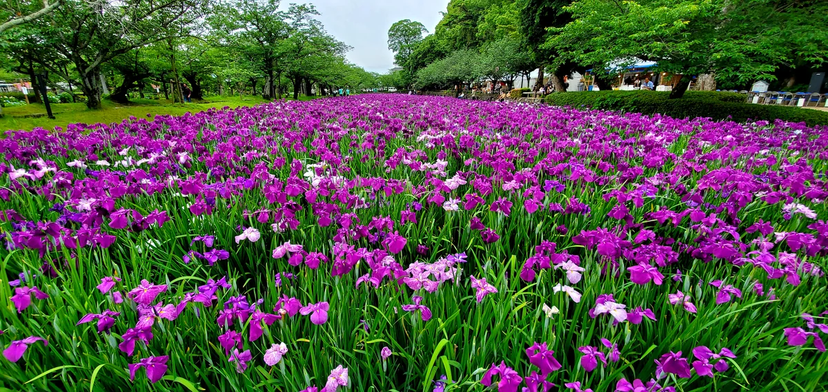 投稿写真：正面入口の花菖蒲園