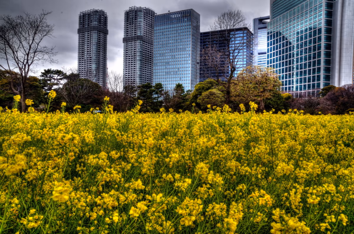 投稿写真：東京の菜の花畑