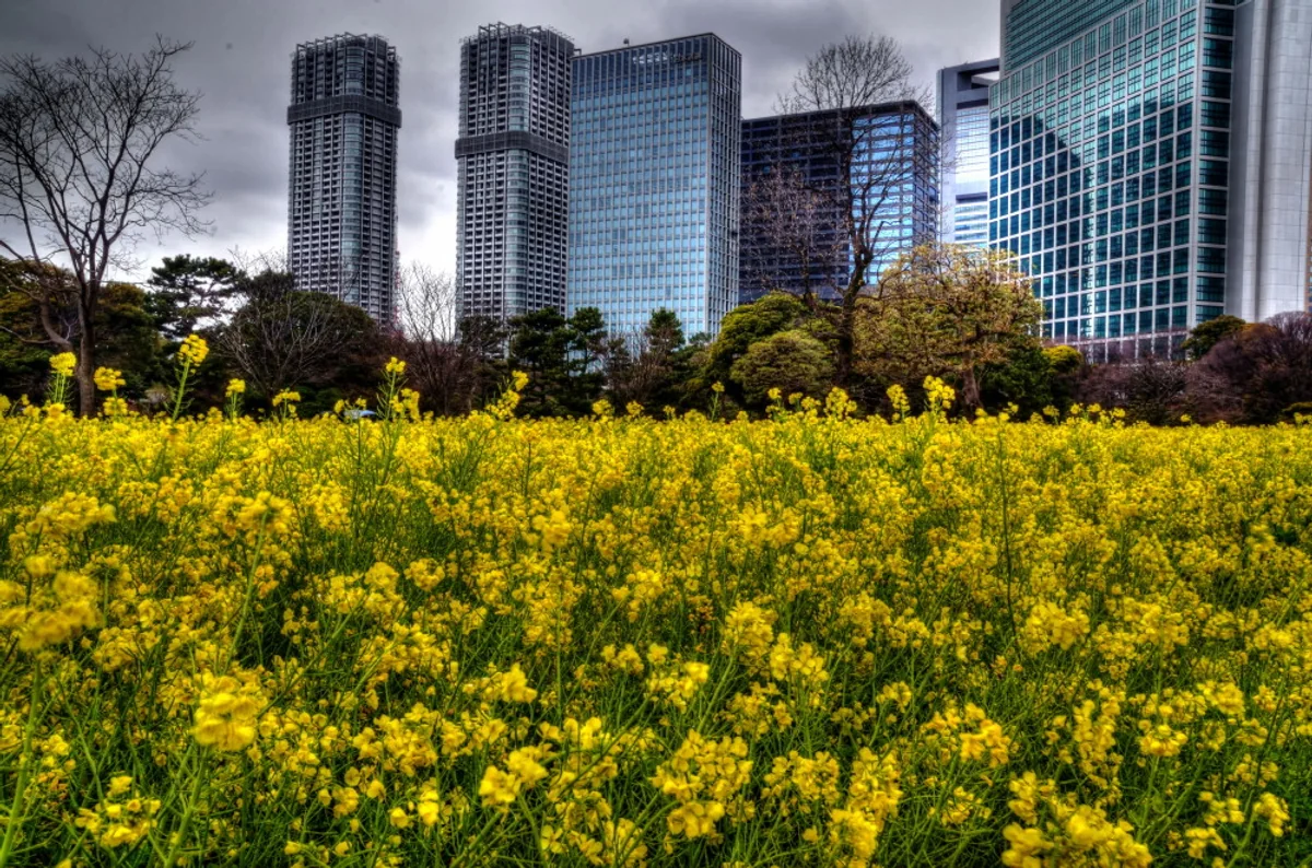 投稿写真：東京の菜の花畑