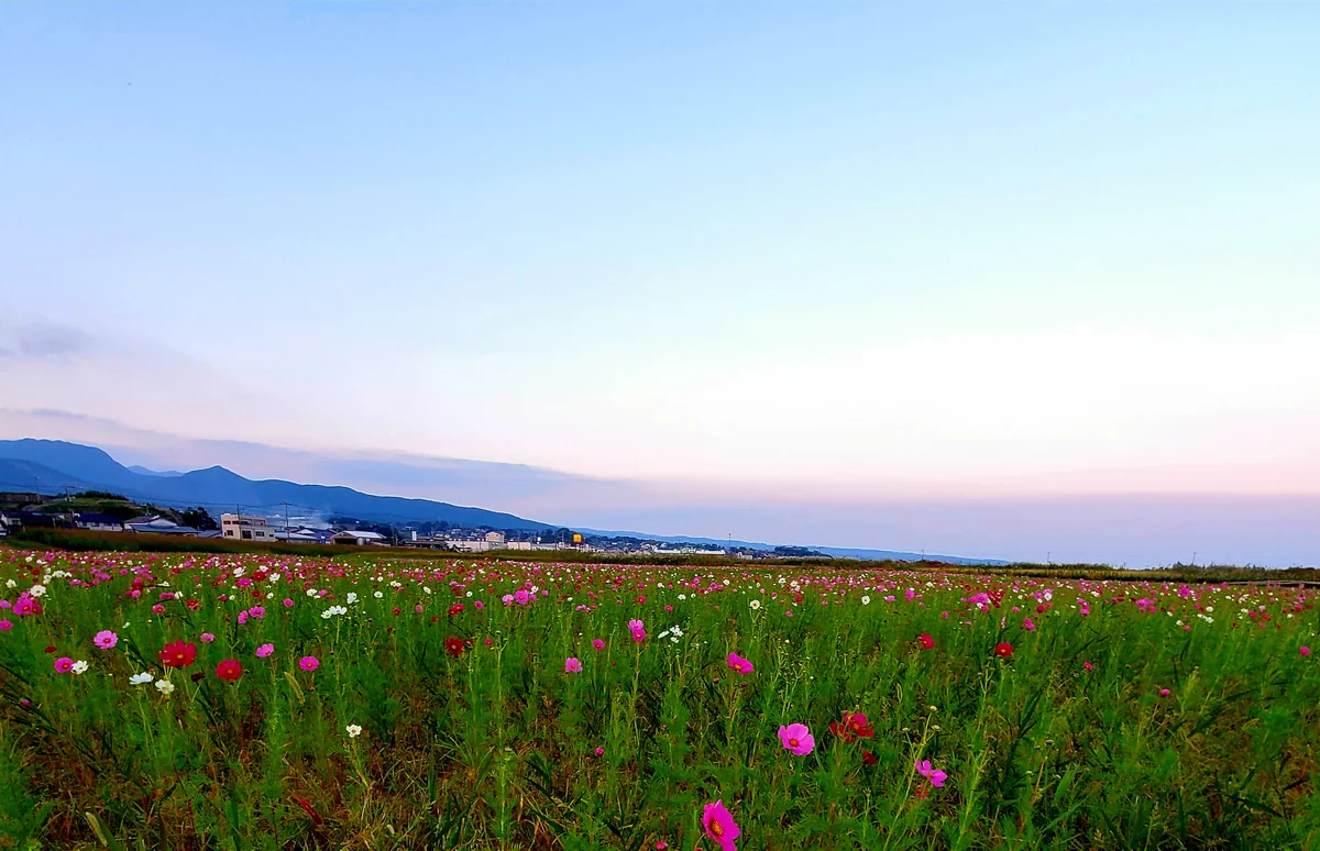 投稿写真：満開まであと少し