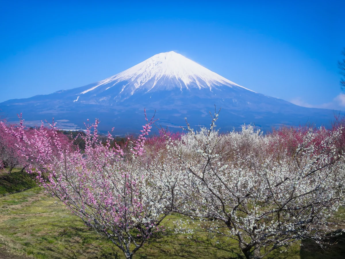 投稿写真：紅白の梅林と化粧直しした富士山
