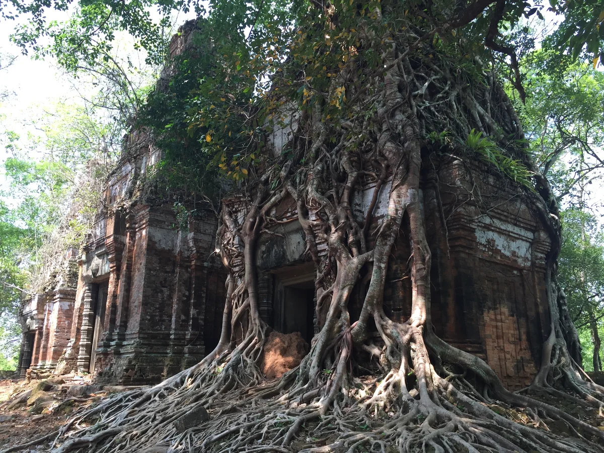 投稿写真：まるで血管のよう@コーケー遺跡群