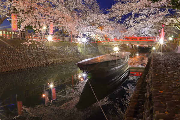 投稿：夜桜名所
