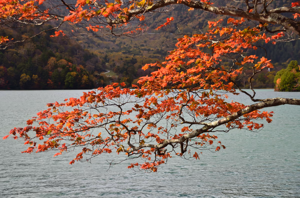 投稿写真：奥日光湯ノ湖紅葉