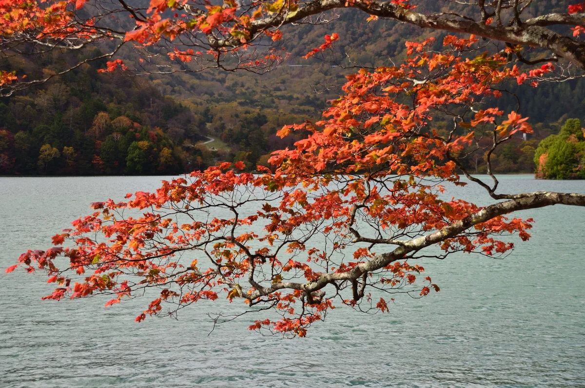 投稿写真：奥日光湯ノ湖紅葉