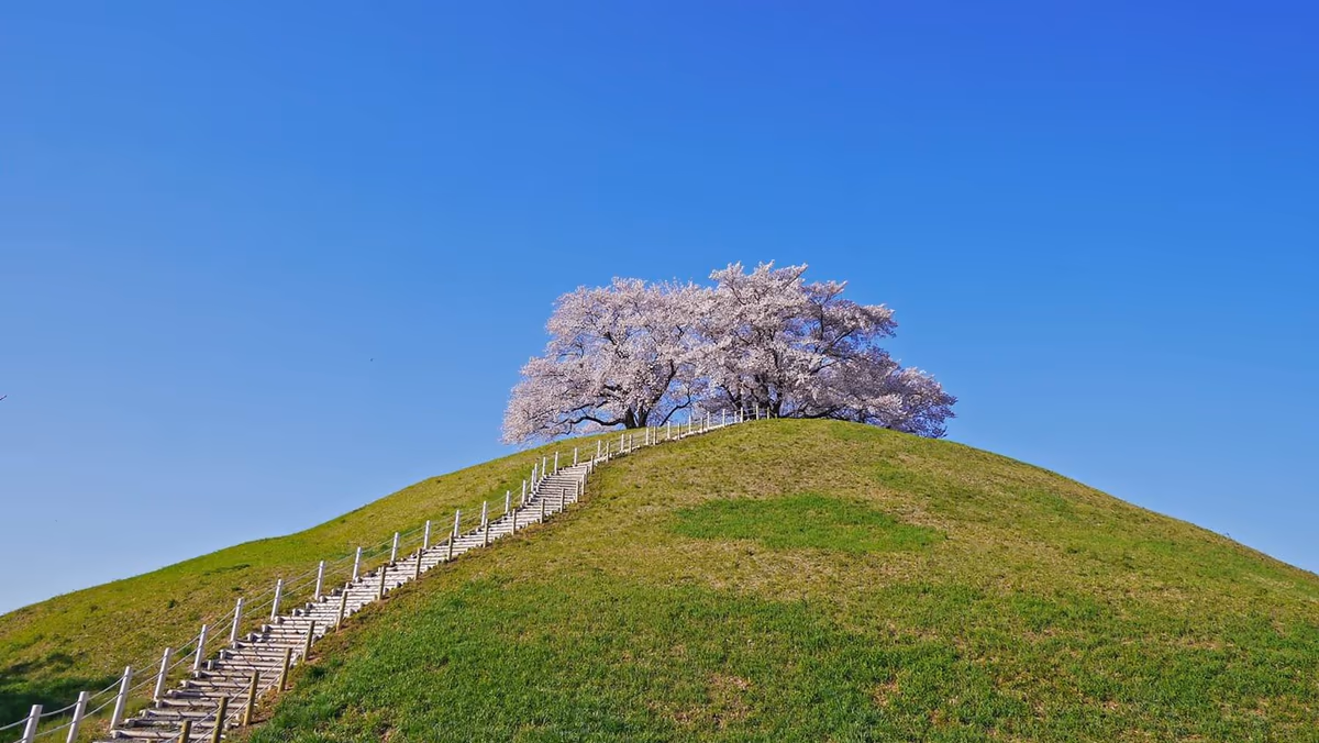 投稿写真：丘の上の桜