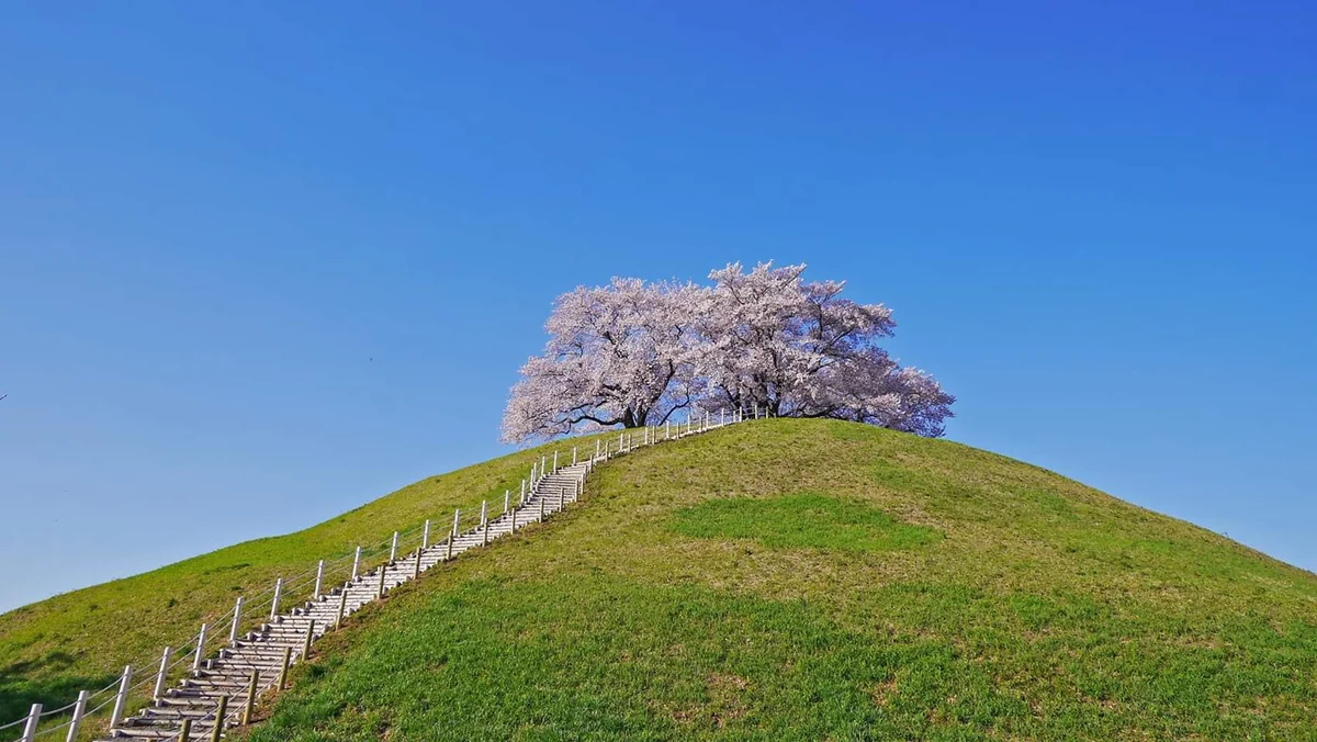 投稿写真：丘の上の桜