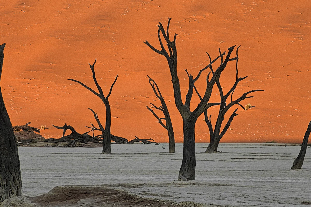 投稿写真：デッドフレイ　朝日に照らされ