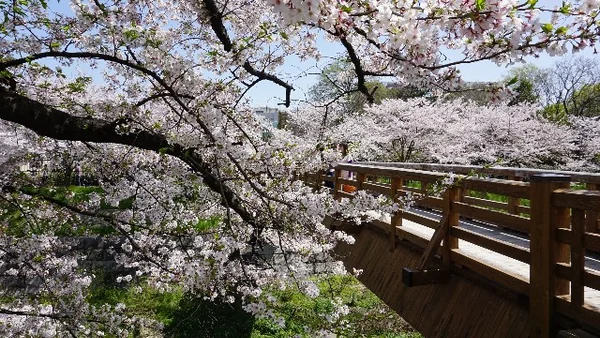 投稿：山崎川の桜