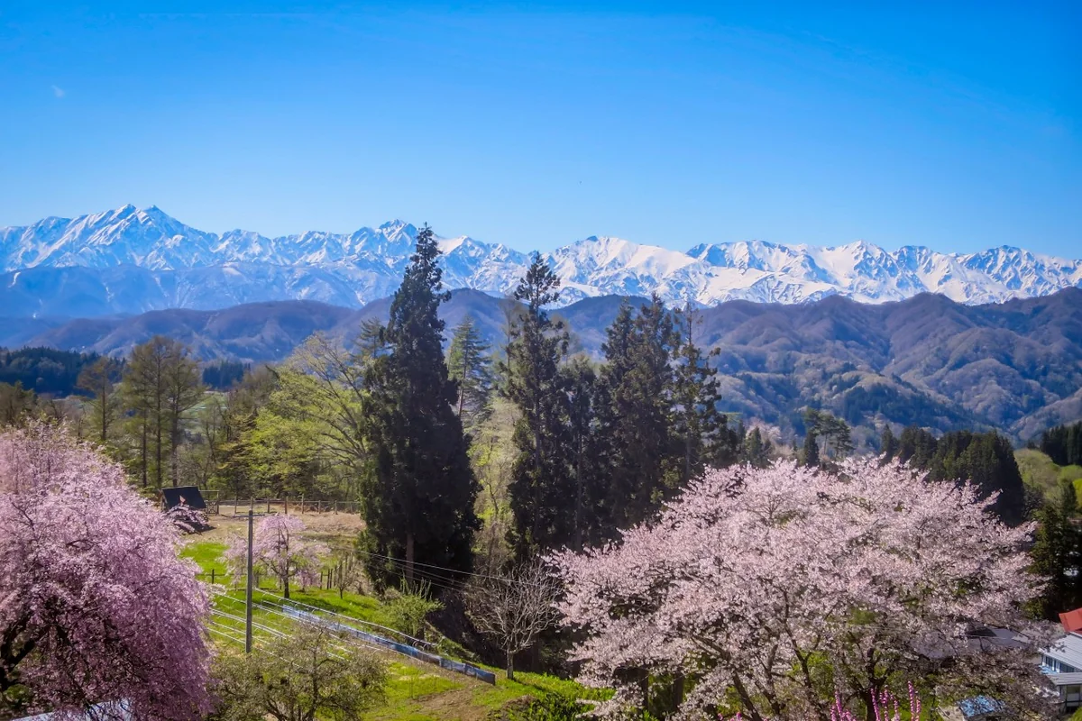 投稿写真：残雪の北アルプスと白い桜