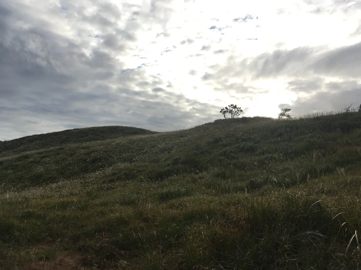 投稿写真：伊豆ススキ野原