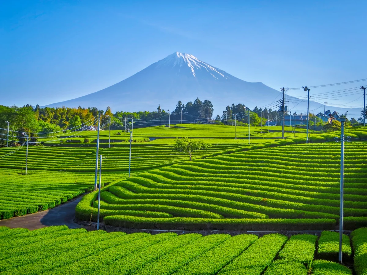 投稿写真：新緑の茶畑と富士山