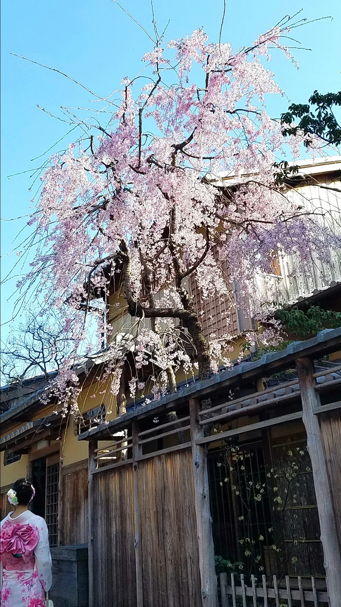 投稿写真：清水坂にて