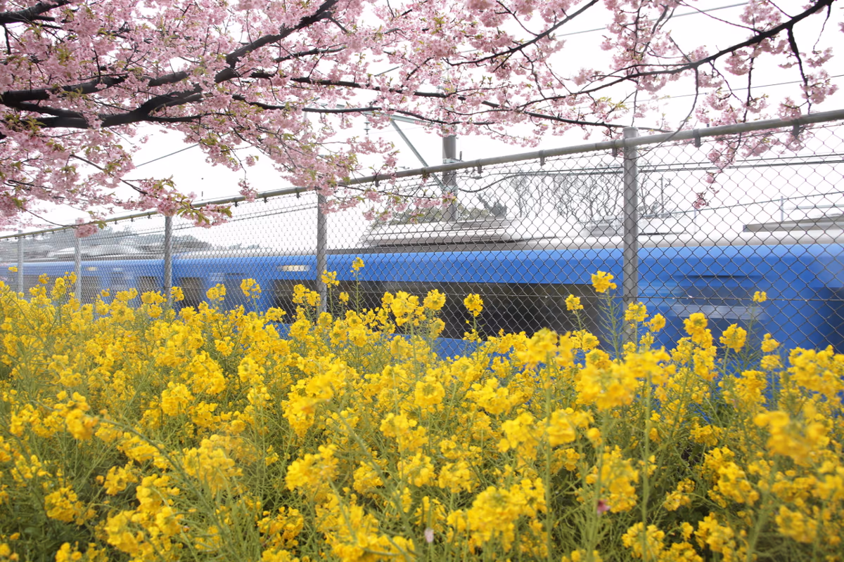 投稿写真：河津桜