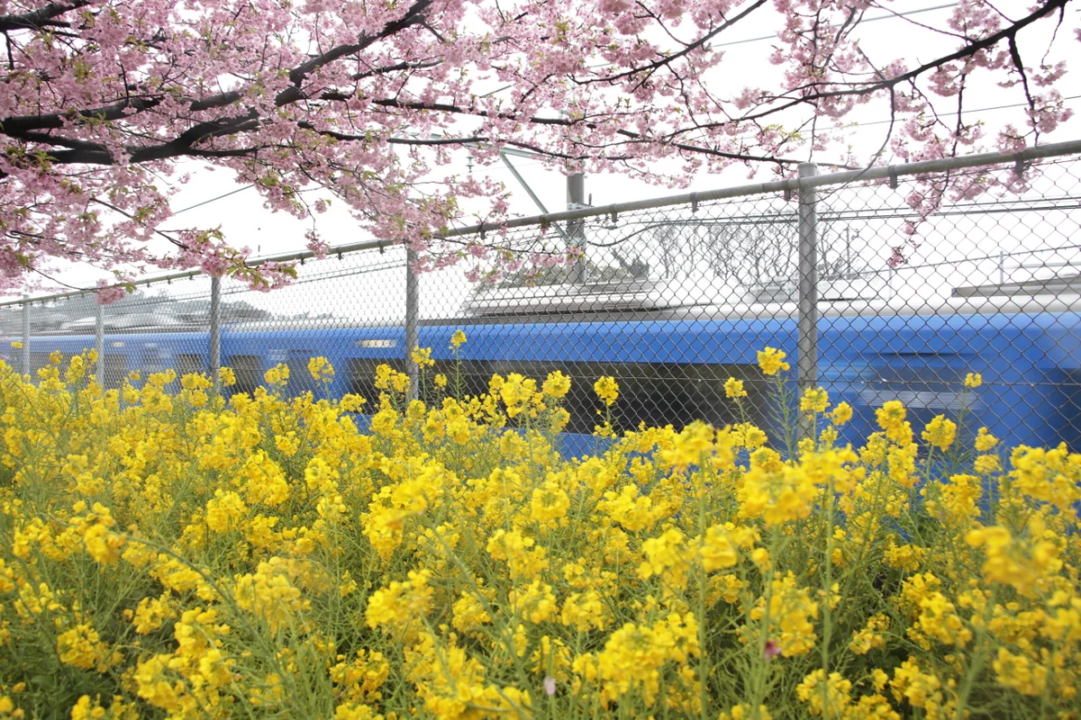 投稿写真：河津桜