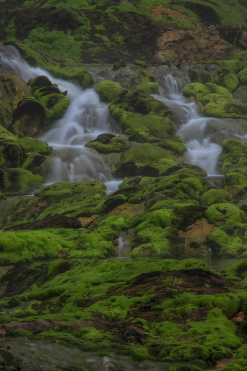 投稿写真：チャツボミゴケ