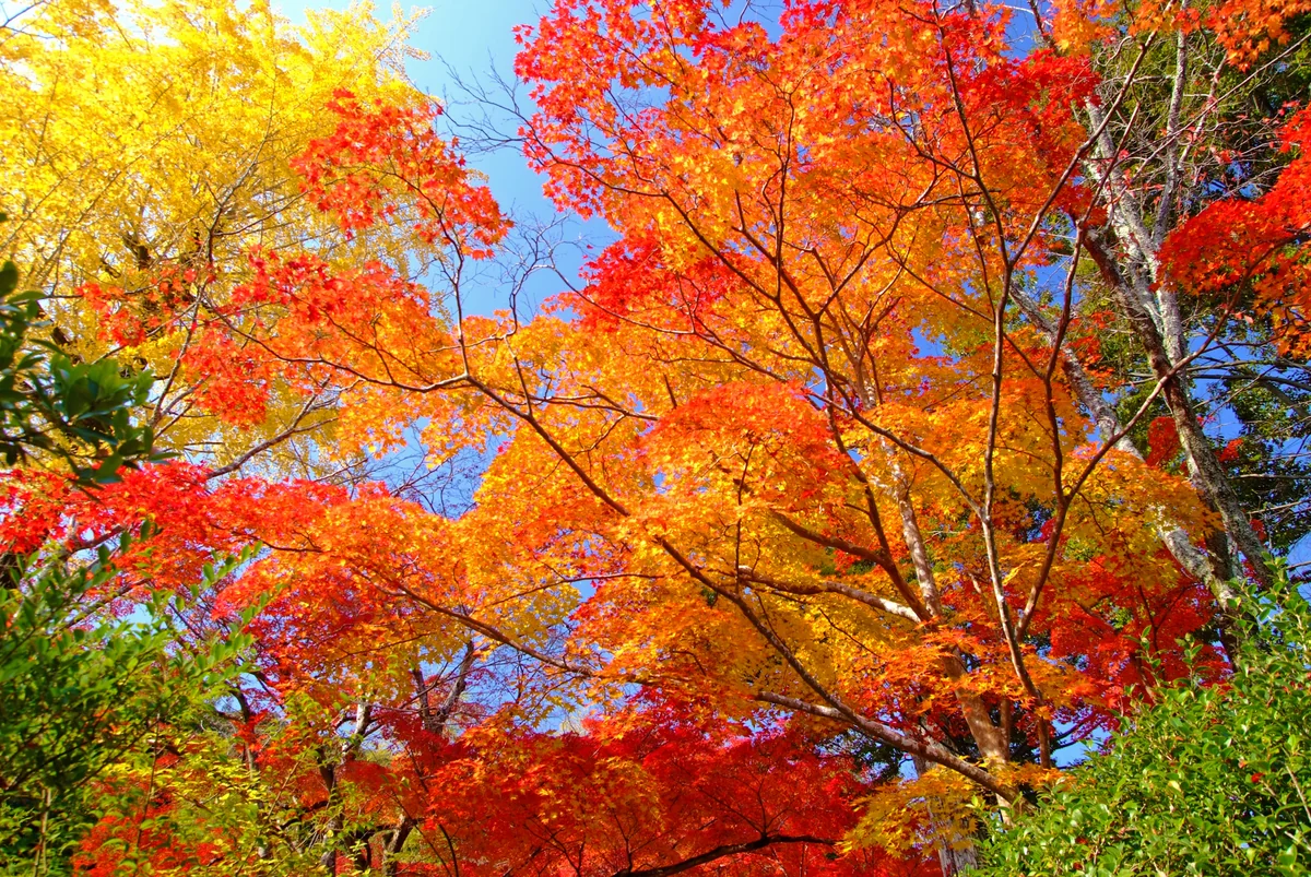 投稿写真：秋のささやき