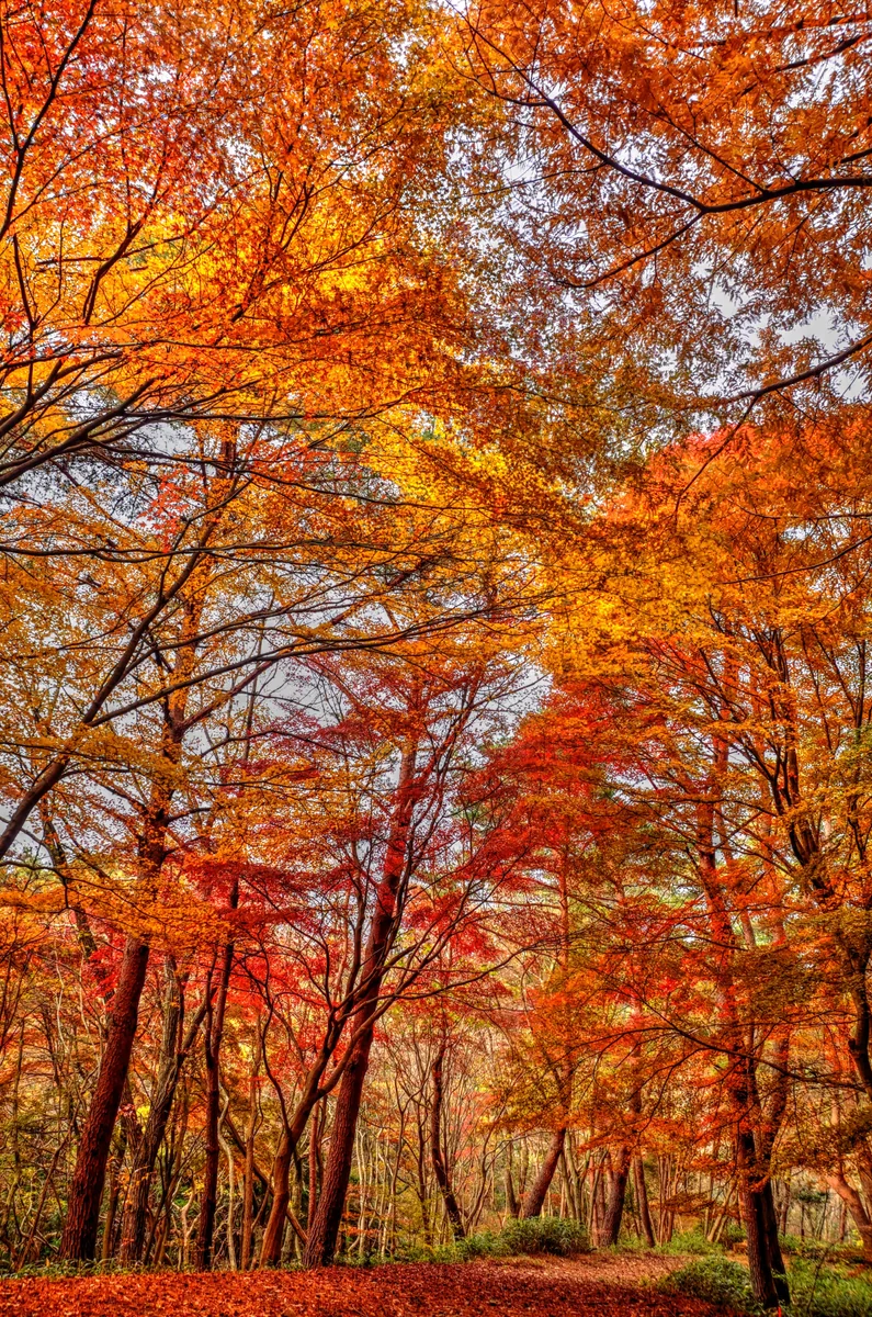 投稿写真：六甲　秋彩