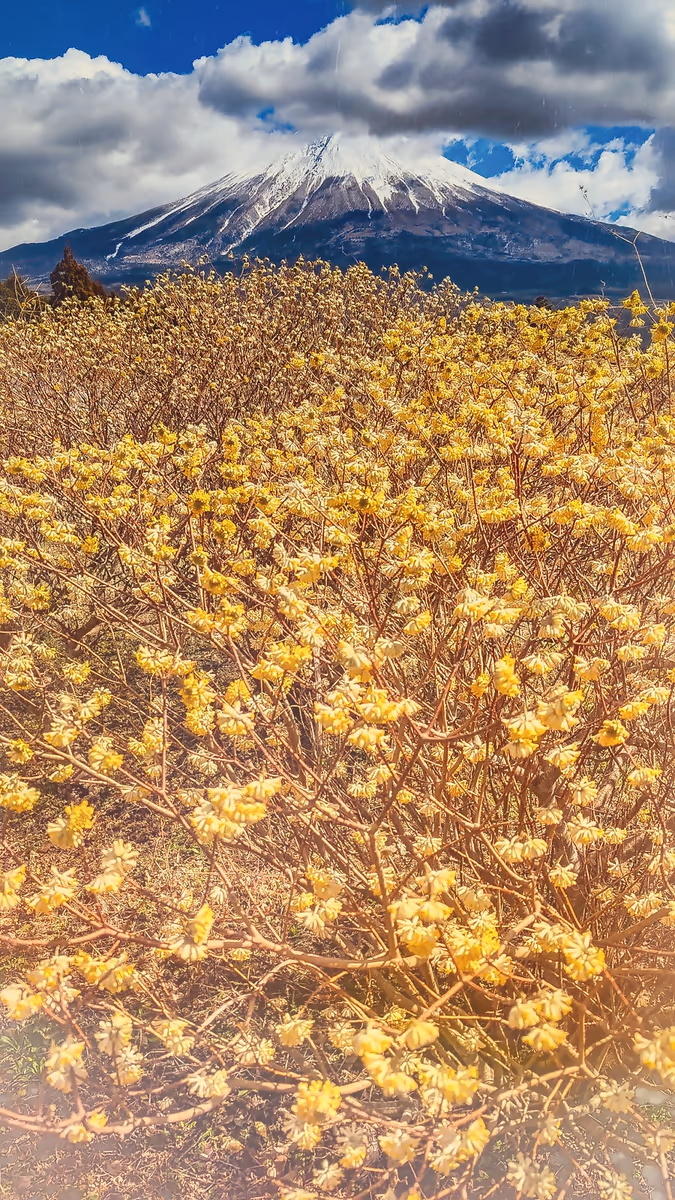 投稿写真：ミツマタの花
