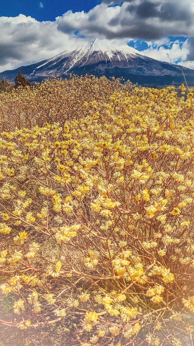 投稿写真：ミツマタの花