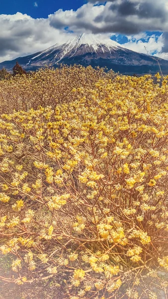 投稿：ミツマタの花