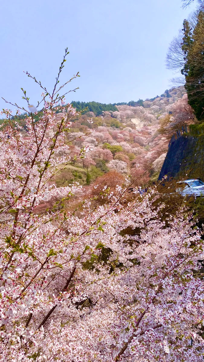 投稿写真：滝桜