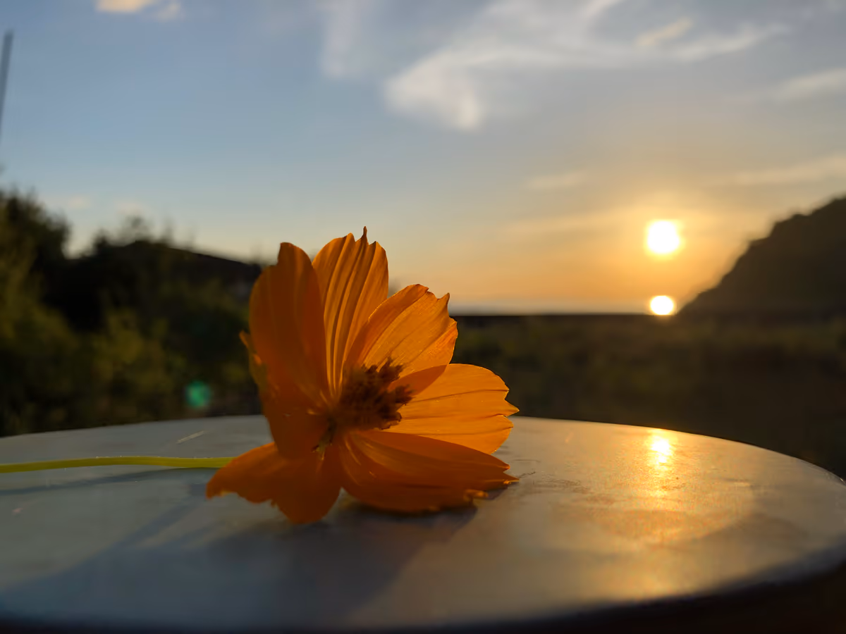 投稿写真：黄花コスモス